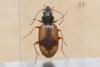 Bembidion femoratum